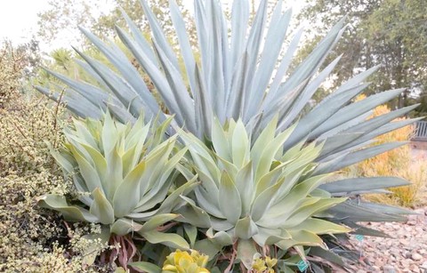 迷你世界龙舌兰怎么做