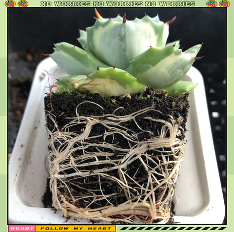 迷你世界龙舌兰怎么做[图2]